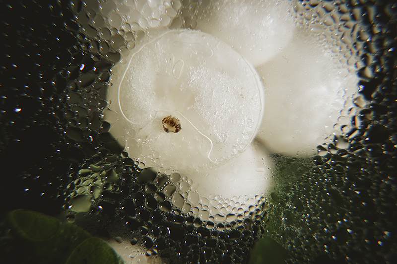 Snowberry/ ghostberry, Symphoricarpos, nature photography, nature detail, www.Fenne.be
