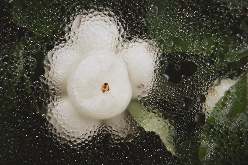 Snowberry/ ghostberry, Symphoricarpos, nature photography, nature detail, www.Fenne.be