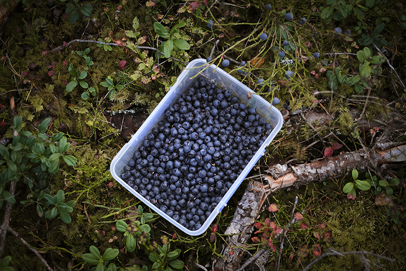 Autumn rewilding, picking blueberries in the woods, www.Fenne.be