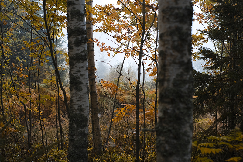 Wednesday Wanderings, photowalk in Swedish nature, Nordic autumn in the woods, countryside life, www.Fenne.be