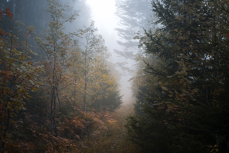 Wednesday Wanderings, photo walk in Swedish nature, Nordic autumn in the woods, countryside life, www.Fenne.be