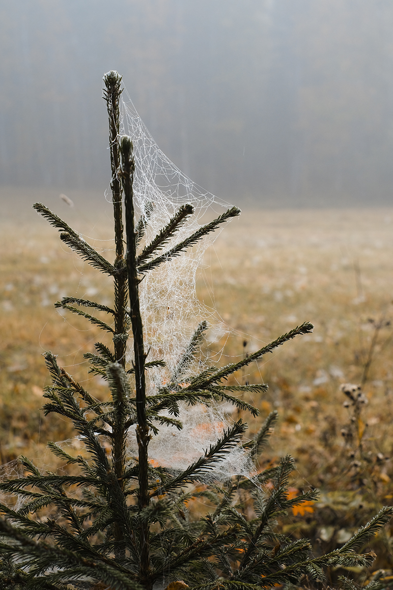 Wednesday Wanderings, photo walk in Swedish nature, Nordic autumn in the woods, countryside life, www.Fenne.be