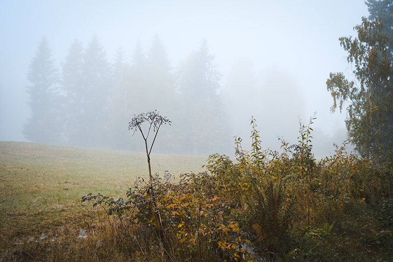 Wednesday Wanderings, photo walk in Swedish nature, Nordic autumn in the woods, countryside life, www.Fenne.be