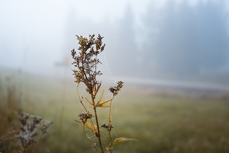 Wednesday Wanderings, photowalk in Swedish nature, Nordic autumn in the woods, countryside life, www.Fenne.be