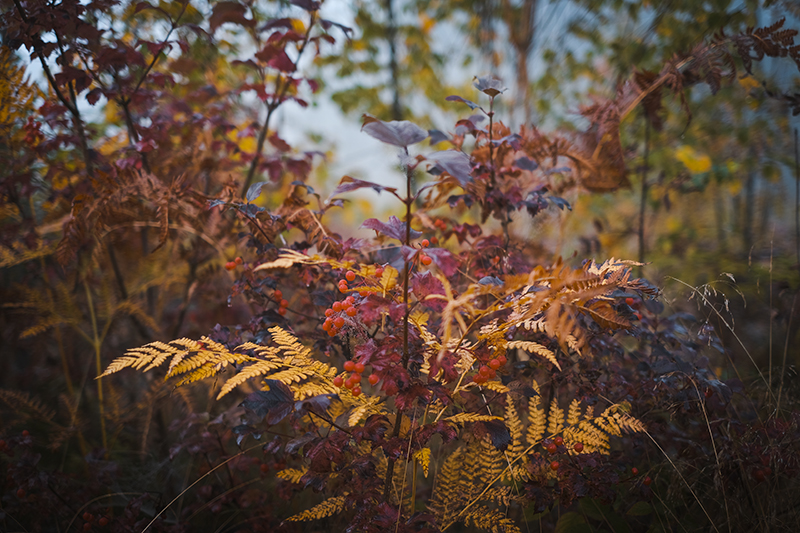 Wednesday Wanderings, photo walk in Swedish nature, Nordic autumn in the woods, countryside life, www.Fenne.be