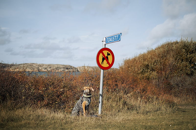 Traveling Sweden with dogs, nature photography, hiking with dogs, airbnb home, Hamburgsö, Bohuslän, www.Fenne.be