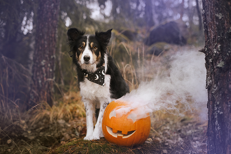 Halloween dog pumpkin, www.Fenne.be