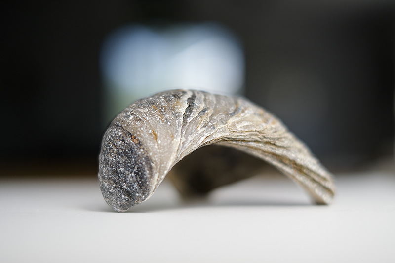 Beachcombing fossils in Normandy France, Devil's toenail, www.Fenne.be