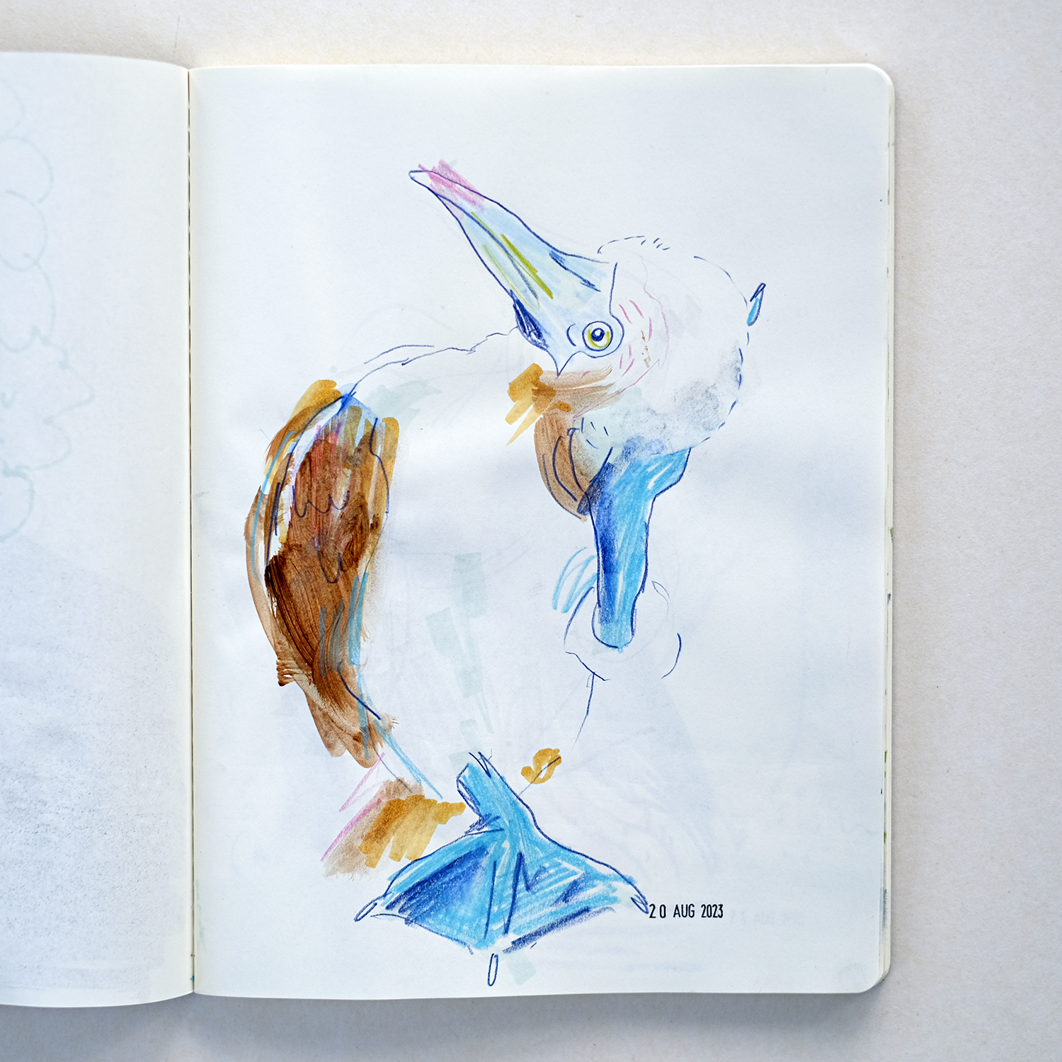 Blue footed booby, Illustrator's sketchbook, Moleskine and Royal Talens sketchbooks, mixed media sketches, www.Fenne.be