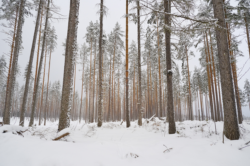 Dalarna Sweden, winter wonderland, visit Dalarna vinter, Nordic nature photography, www.Fenne.be