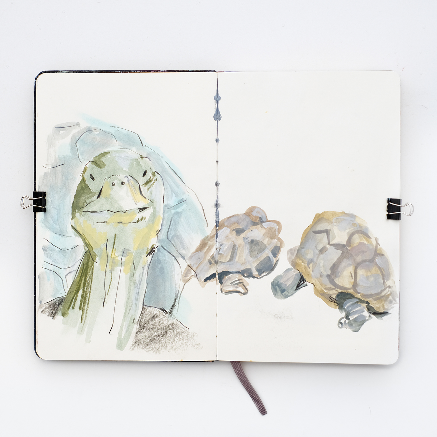 sketching turtles, Moleskine sketchbook, gouache painting, www.Fenne.be