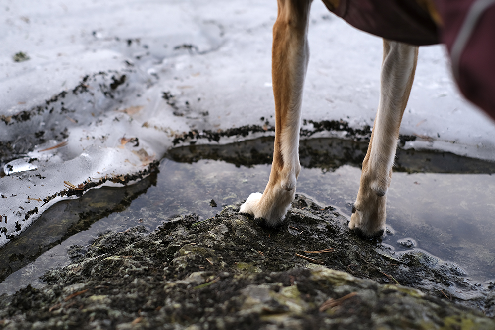 Textures of early spring, photo documentary, Sweden, Nordic spring, frozen lake, www.Fenne.be