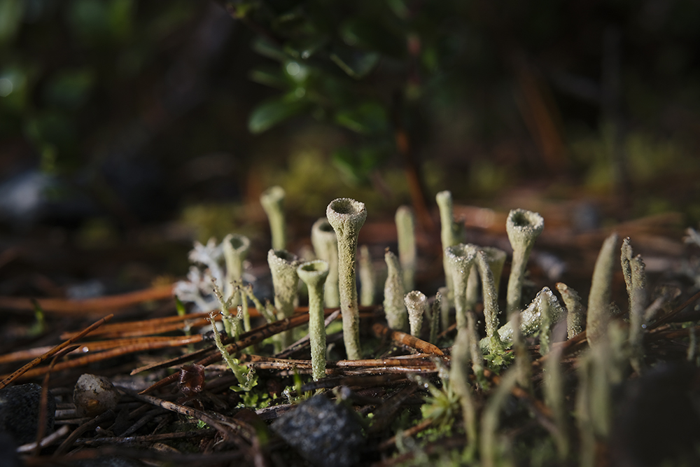 Autumn in Sweden, Nordic nature photograhy, www.Fenne.be
